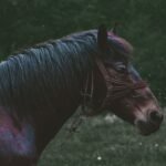 What is an Each-Way Lucky 15?