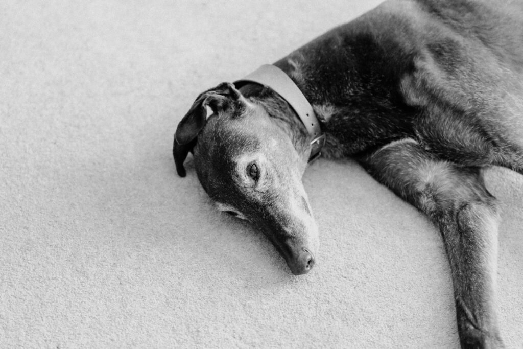 Greyhound in black and white lying down