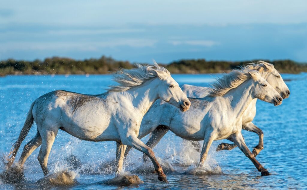 White horses racing in the water